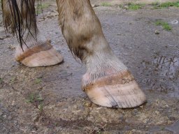 Mars 2024, avant parage....