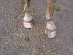 Mars 2024, avant parage....