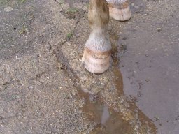 Mars 2024, avant parage....