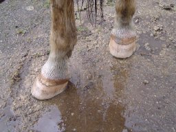 Mars 2024, avant parage....