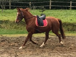 7 février : Decarpentry