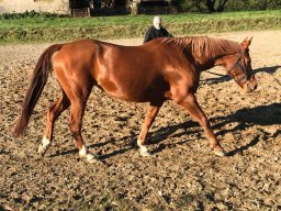 7 février : élongations !