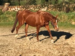 7 février : élongations !