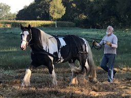 Travail aux petites guides